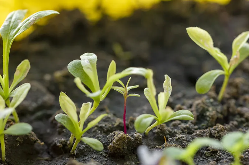 Fertilisant naturellement