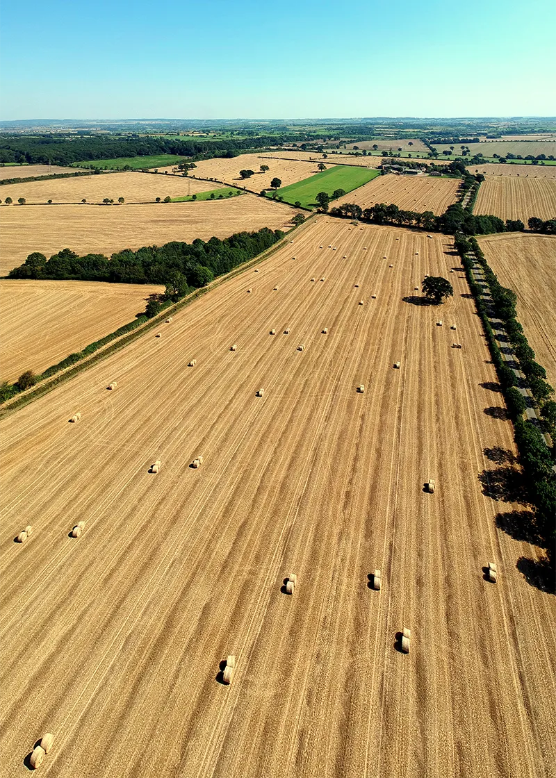 Champ de céréales fertile pour grandes cultures