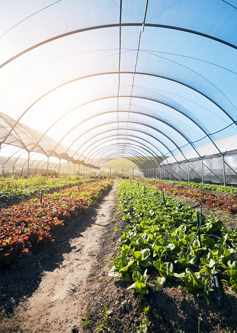 Plants maraîchers en serre ou plein champ