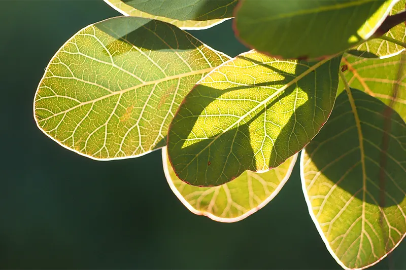 Amélioration de la photosynthèse