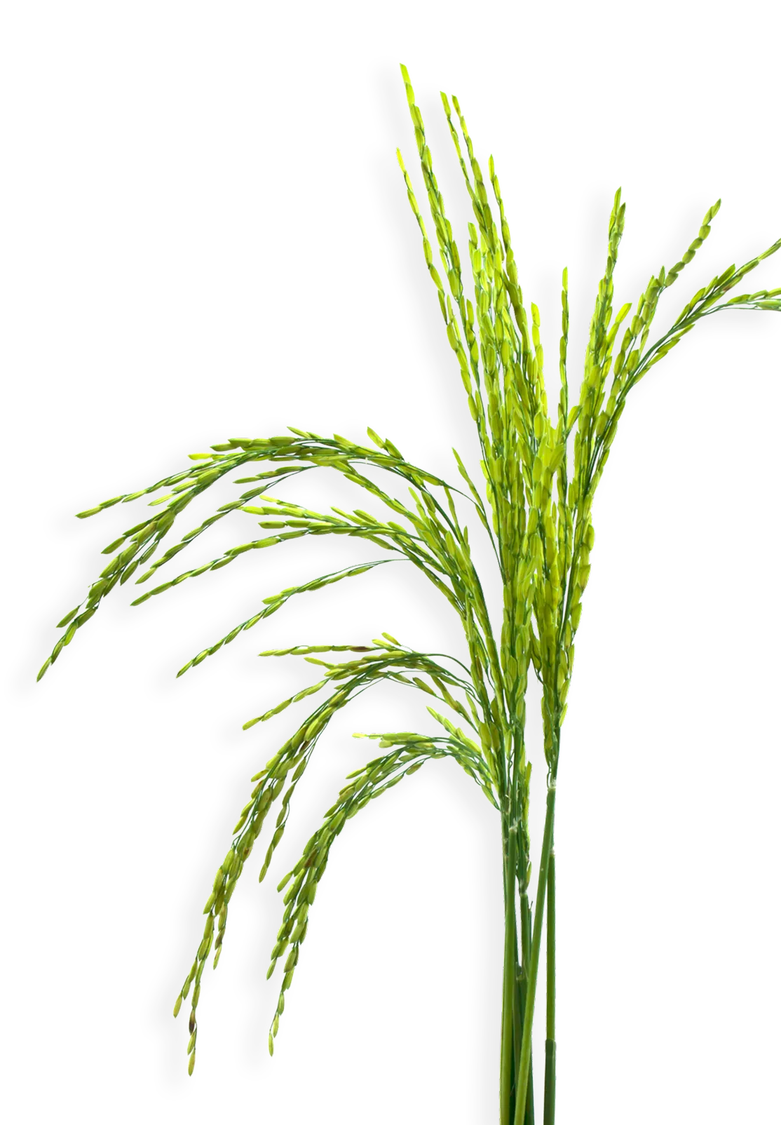 Plante décorative