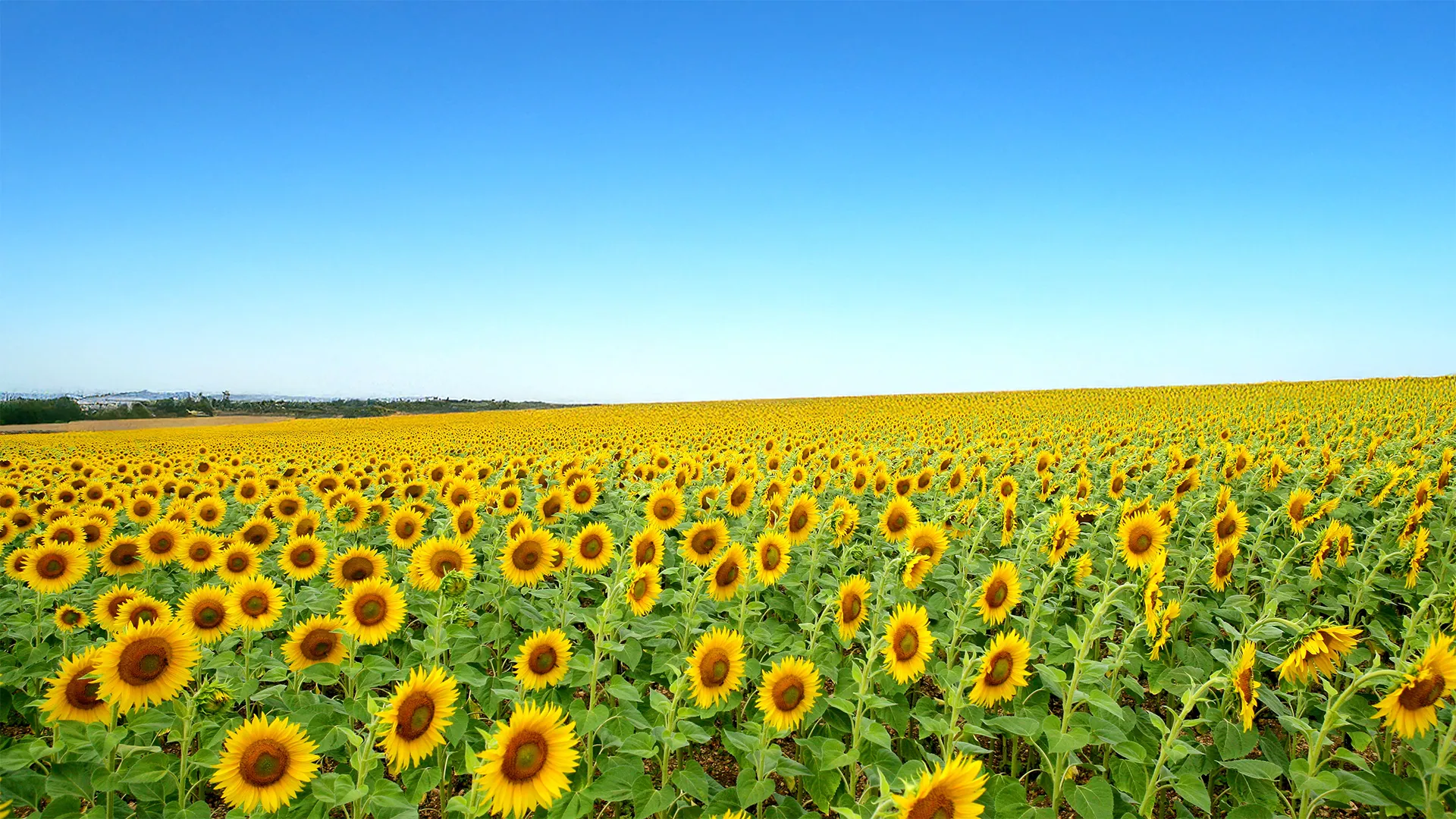 Biostimulants naturels sur cultures