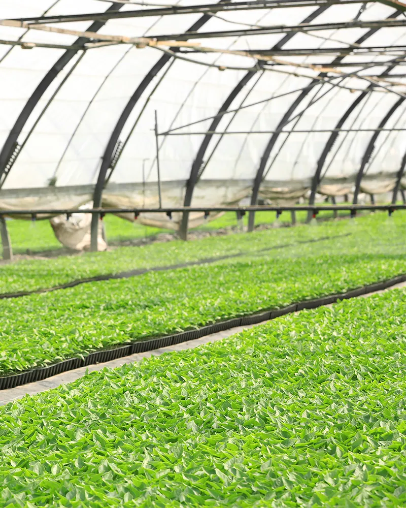 Produits oligo-éléments de qualité