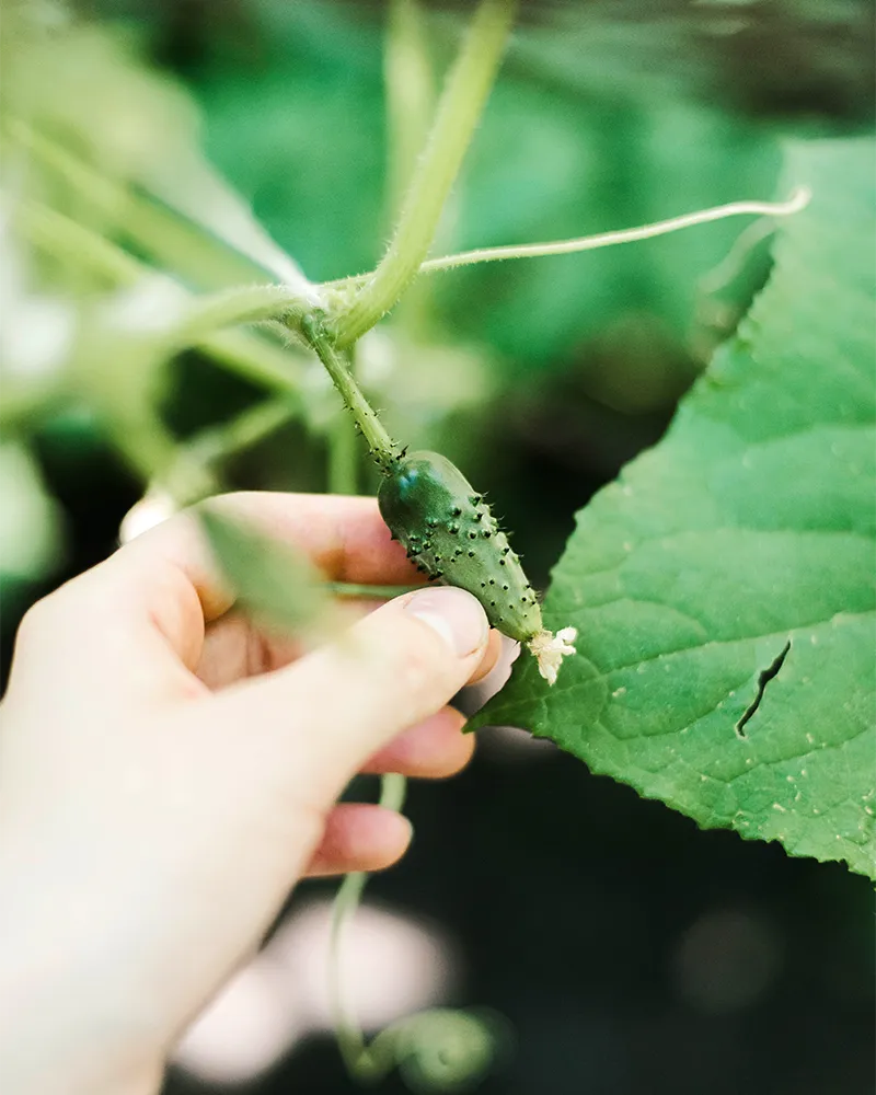 Produits biostimulants de qualité