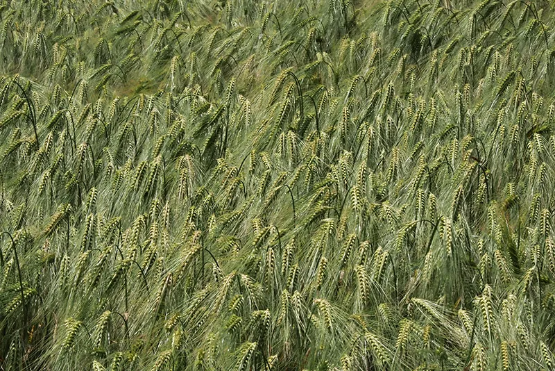 Cultures équilibrées