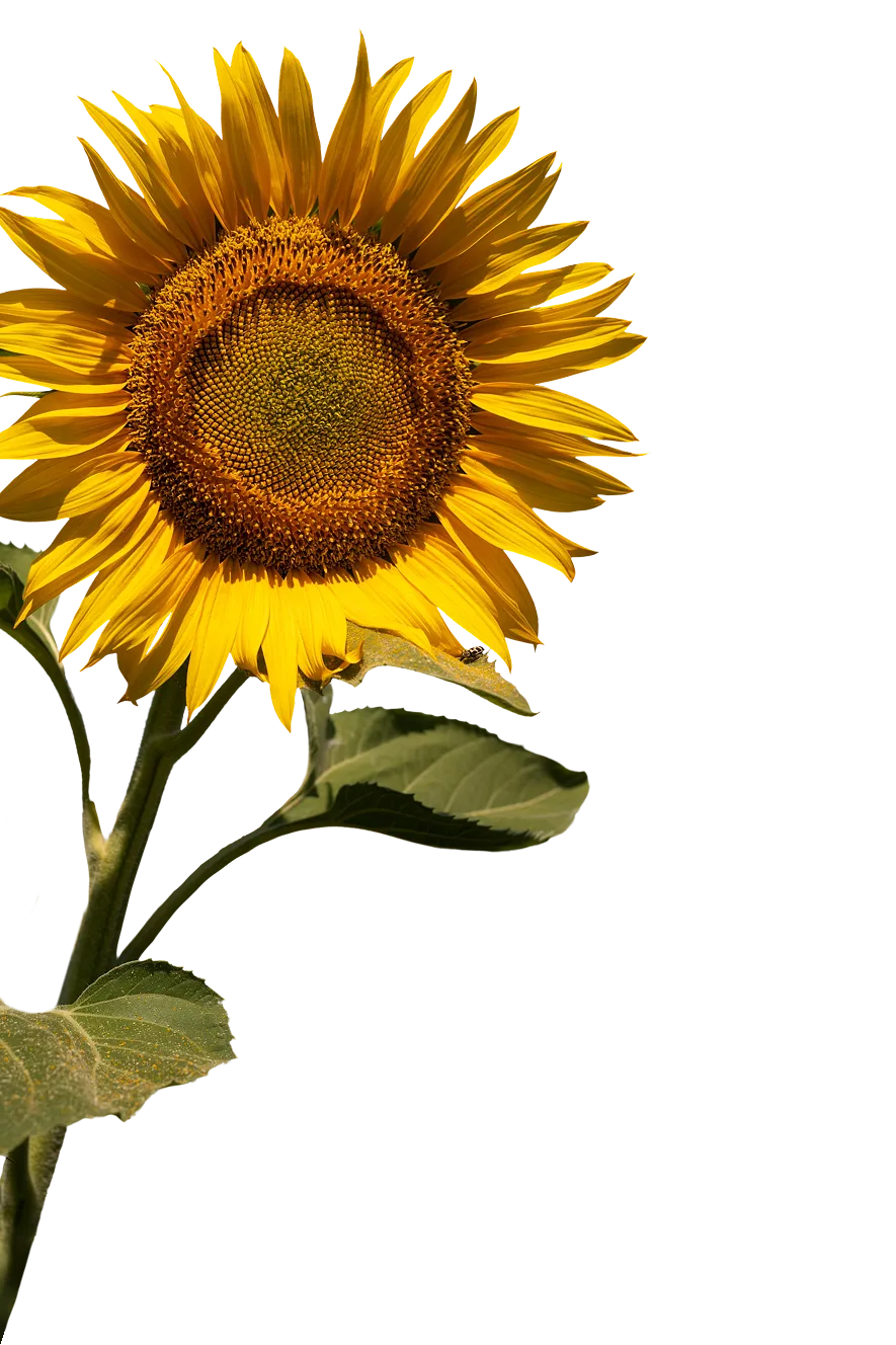 Tournesol