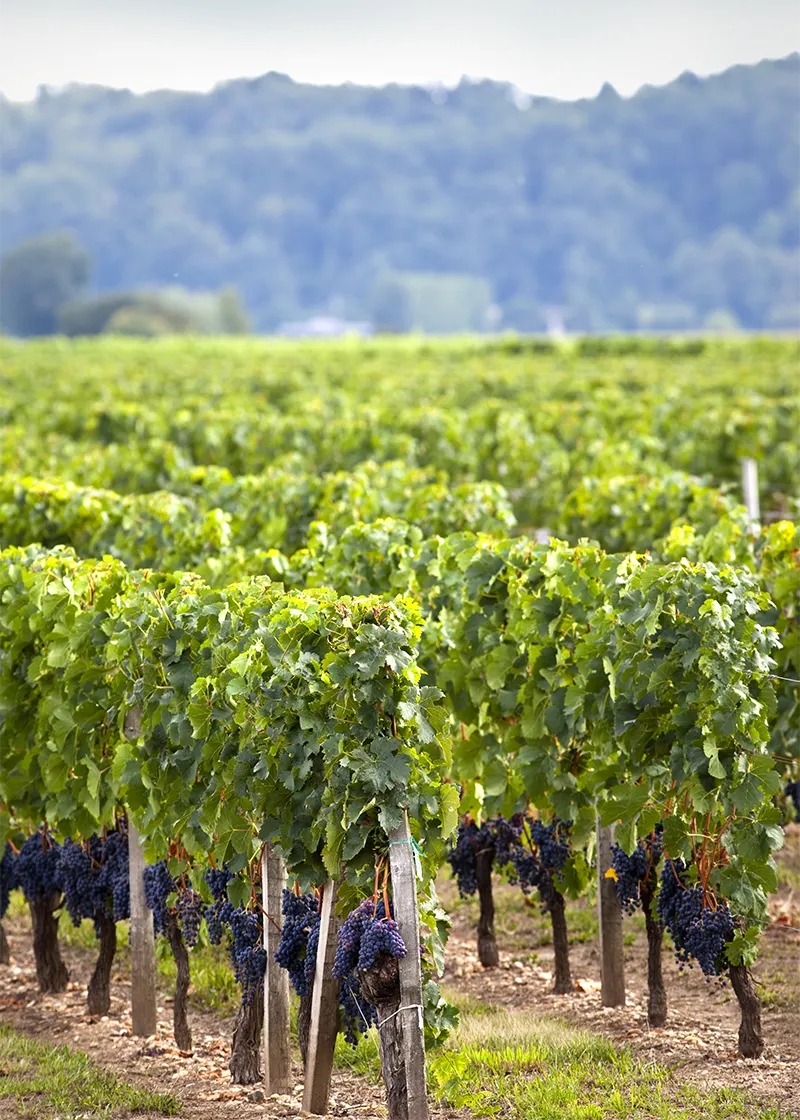 Vignes avec grappes de raisins exposées aux biofertilisants et biostimulants