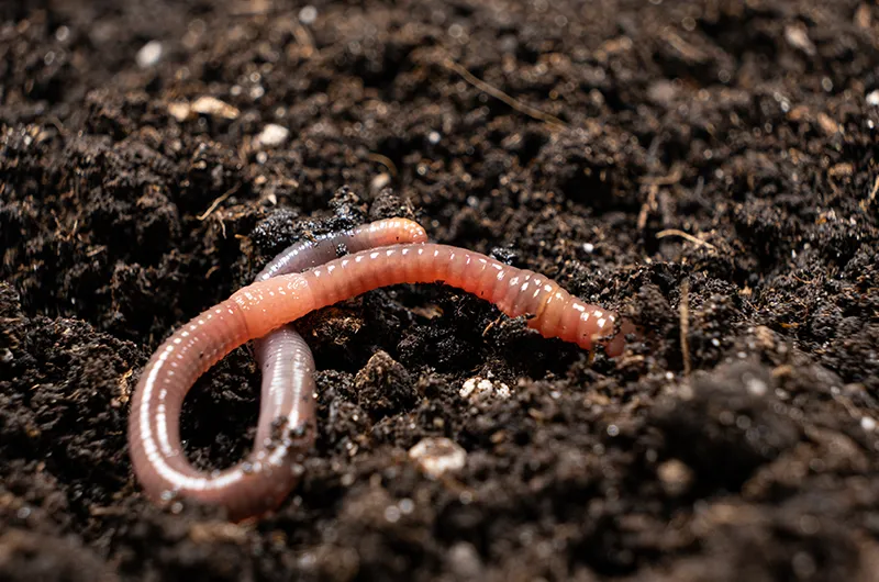 Préservation des sols